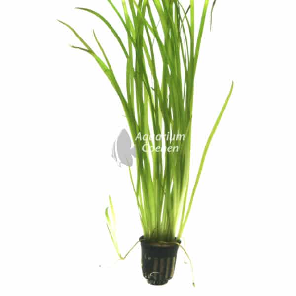 Een Vallisneria spiralis 'Tiger'.
