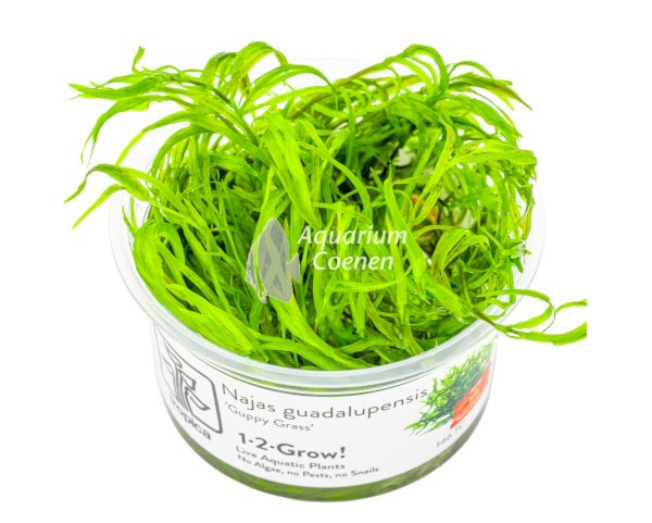 Een Najas guadalupensis 'Guppy Grass' 1-2-Grow!.