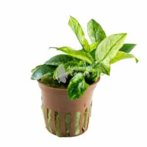 Een Anubias barteri var. nana 'Pinto'.