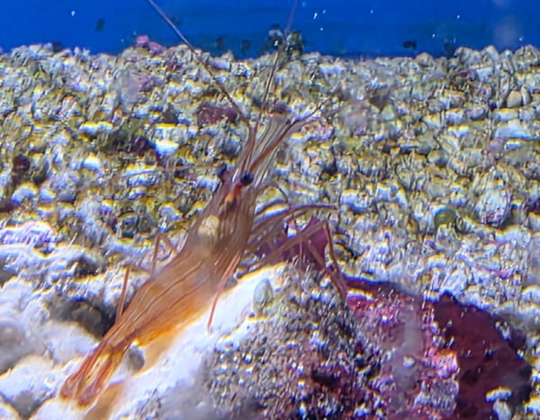 Lysmata wurdemanni (pepermuntgarnaal)