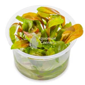 Een Lysimachia parvofolia 'Red' 1-2-Grow!.