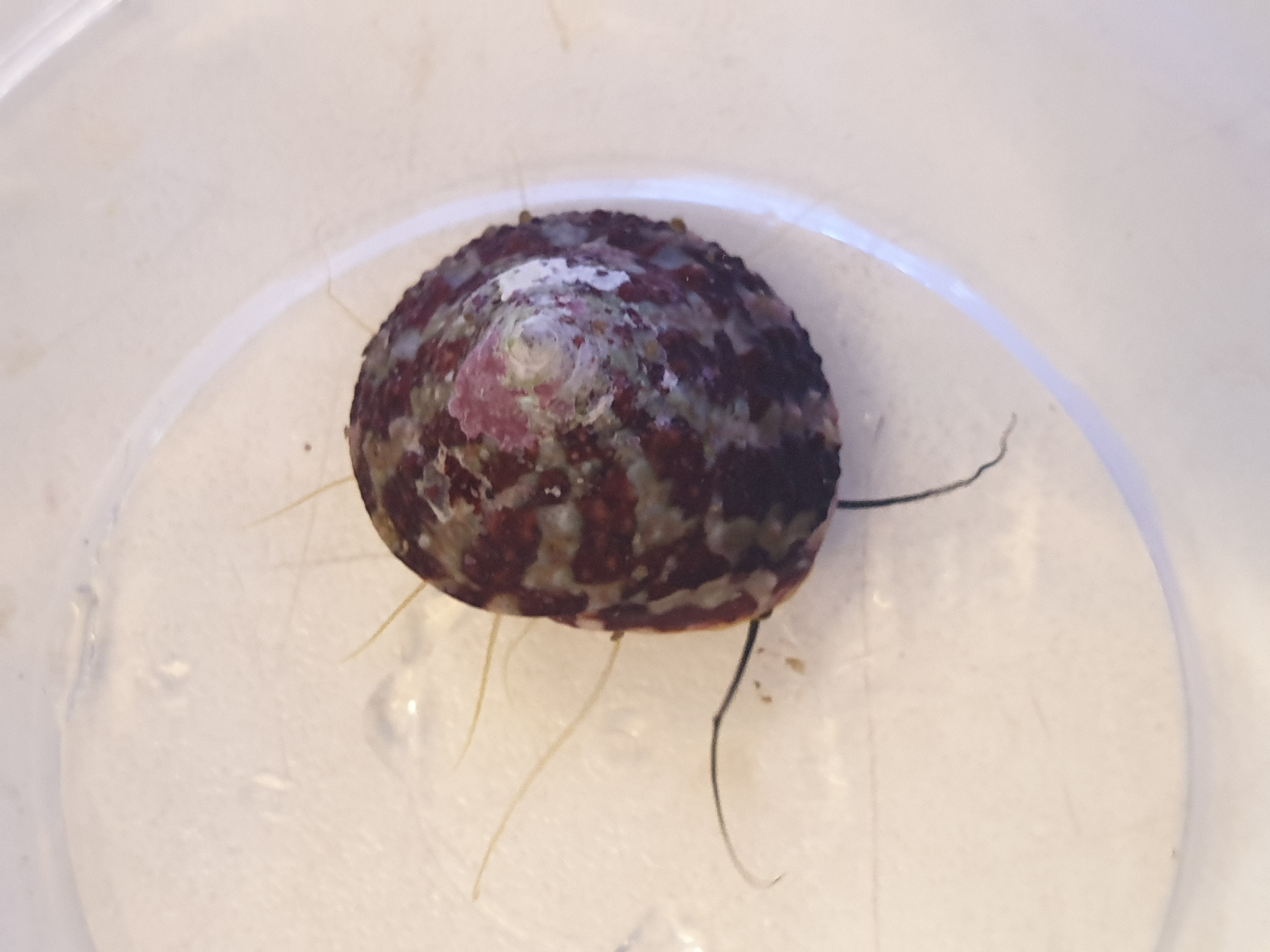Trochus histrio (Turboslak)