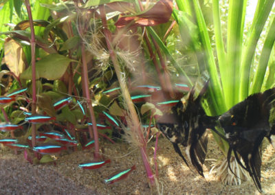 Aquarium Coenen Best Paracheirodon axelrodi en Pterophyllum scalare (Kardinaaltetra en Maanvis)