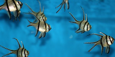 Pterapogon kauderni (Juweel kardinaalbaars)