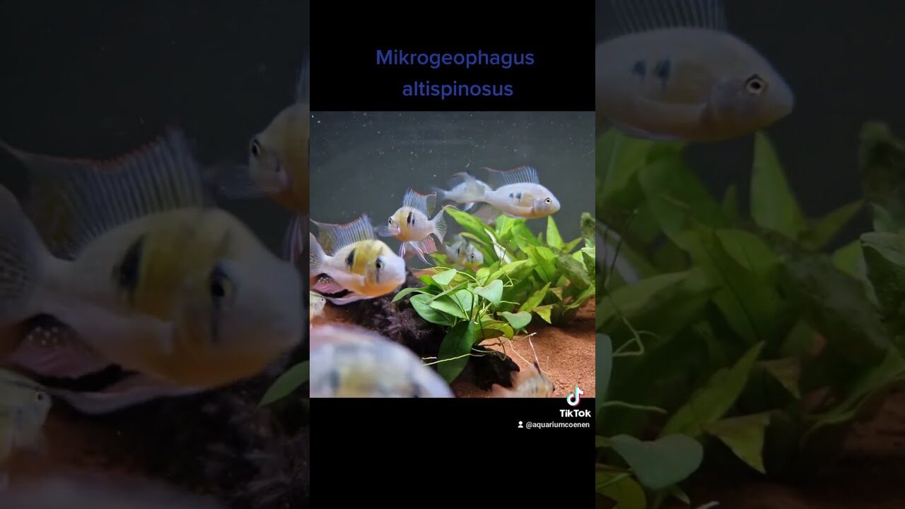 Diesters - 🐟 Sera Pleco Chips: De Perfecte Maaltijd Voor Al Uw Algeneters Httpsdavcbeproducts